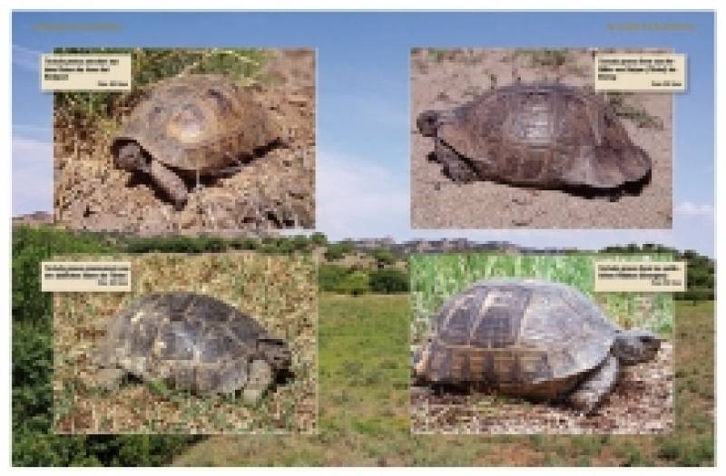 Maurische Landschildkröten